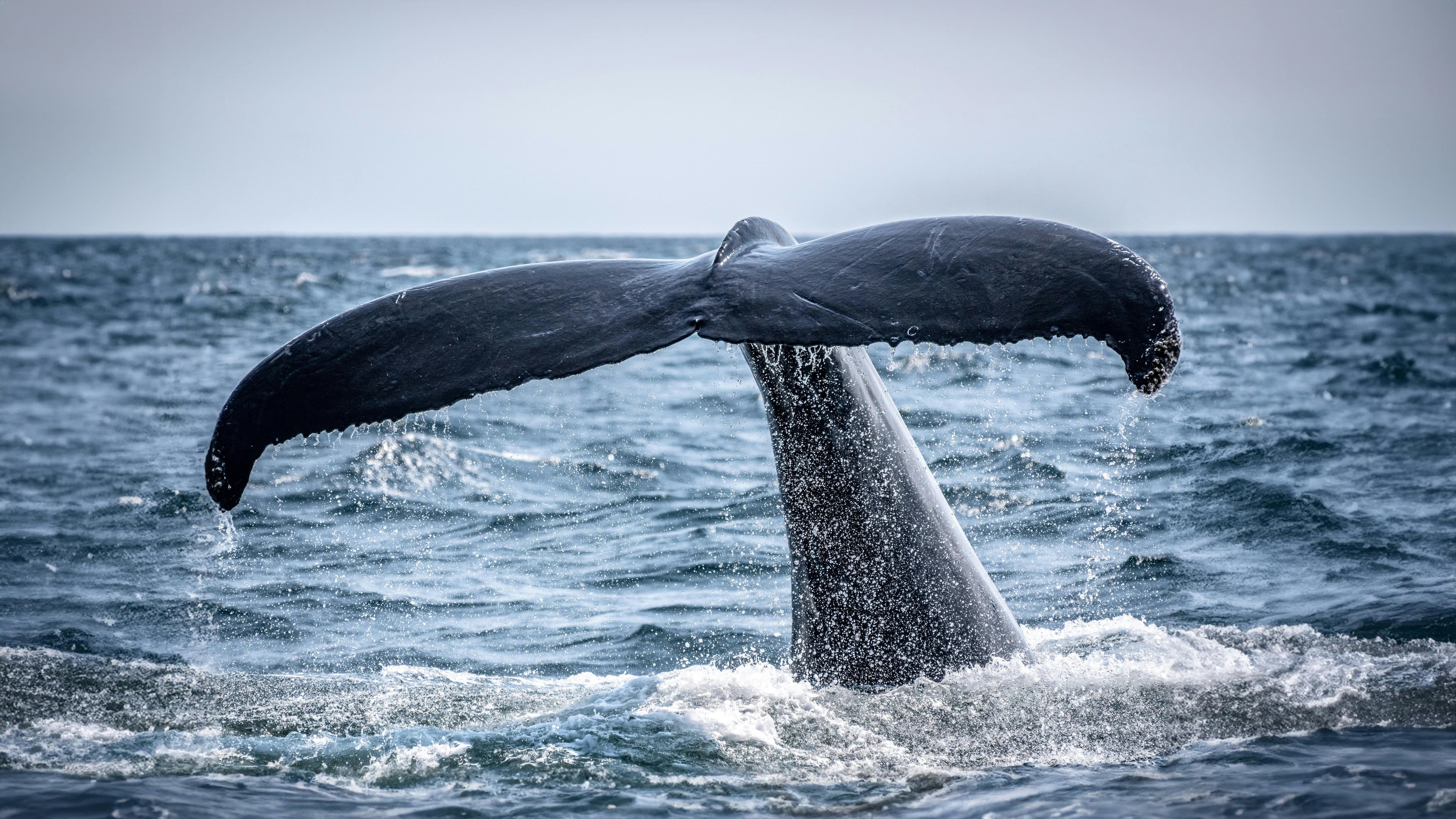 Private Whale Safari, a private Arctic experience from Tromsø