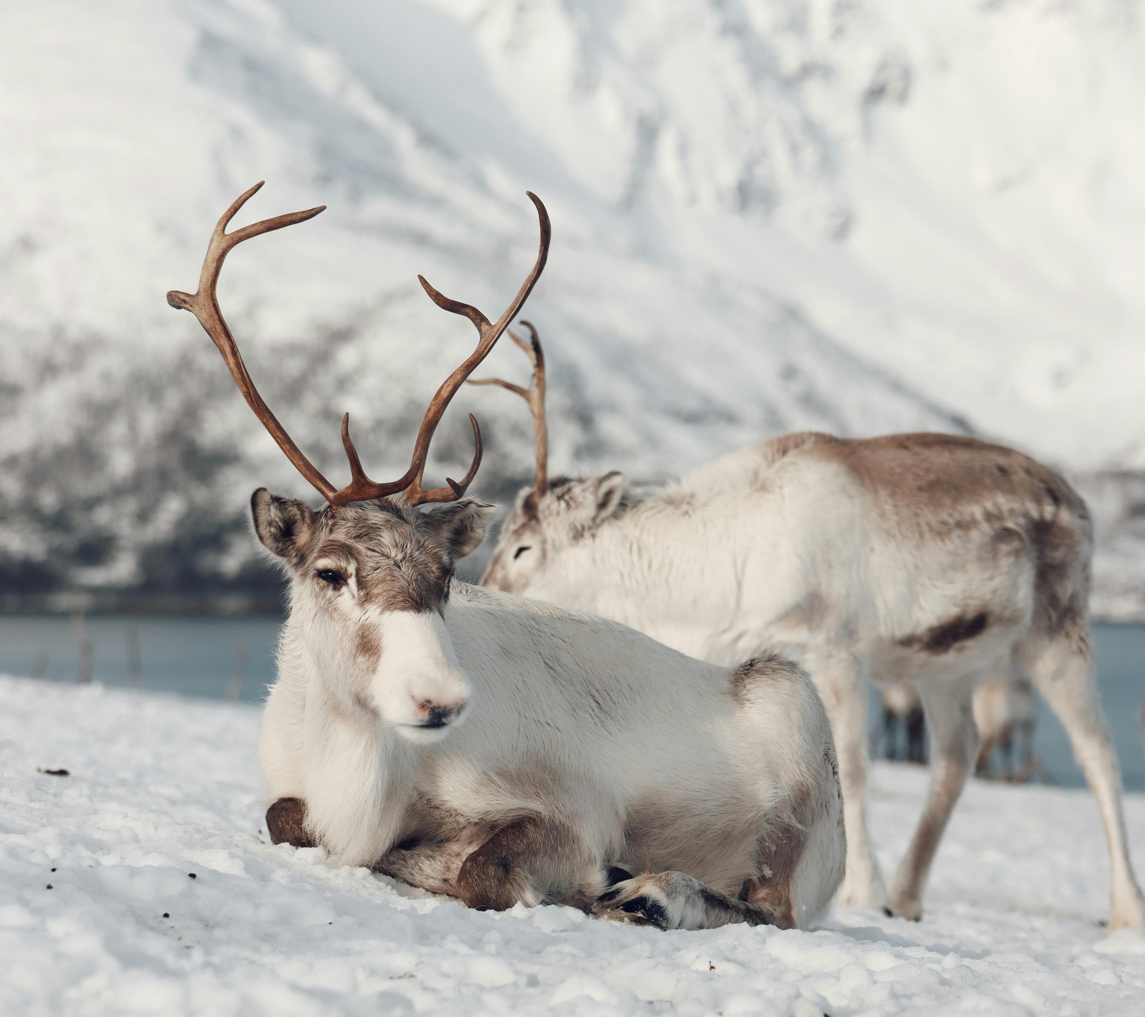 Reindeer & Sámi Experience, a private Arctic experience from Tromsø